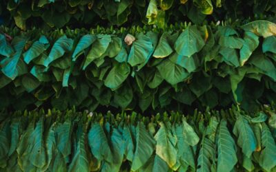Cigar Wrappers Breakdown