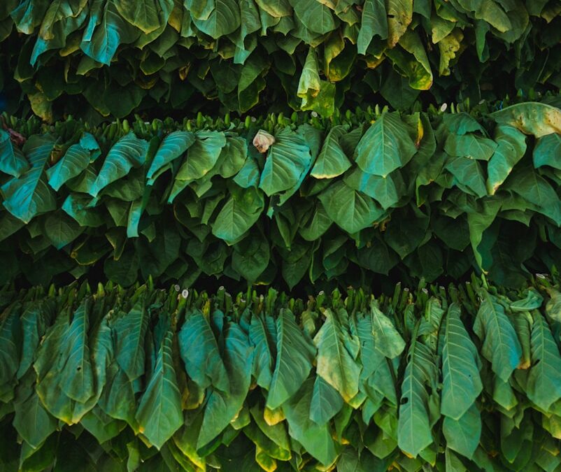 Cigar Wrappers Breakdown